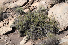 Hermannia grandiflora