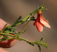 Hermannia grandiflora