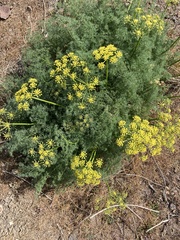 Lomatium papilioniferum