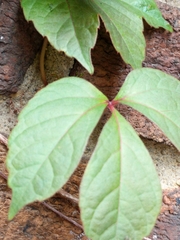 Toxicodendron radicans