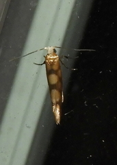 Argyresthia alternatella