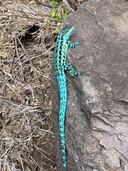 Urosaurus clarionensis