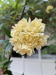 Rosa banksiae