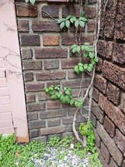 Toxicodendron radicans