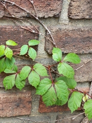Toxicodendron radicans