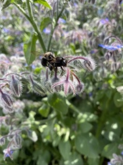 Xylocopa tabaniformis