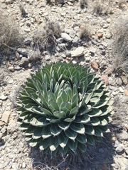 Agave nickelsiae