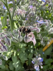 Xylocopa tabaniformis