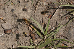 Lasioglossum marginatum