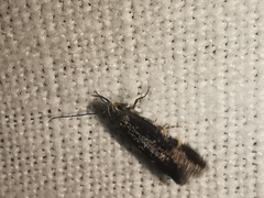 Aproaerema anthyllidella