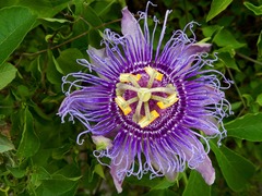 Passiflora incarnata × cincinnata