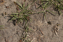 Lasioglossum marginatum