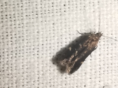 Aproaerema anthyllidella