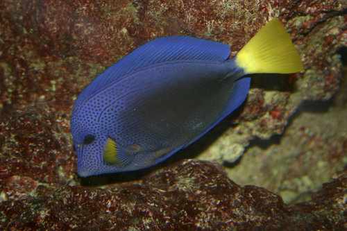 Purple Tang