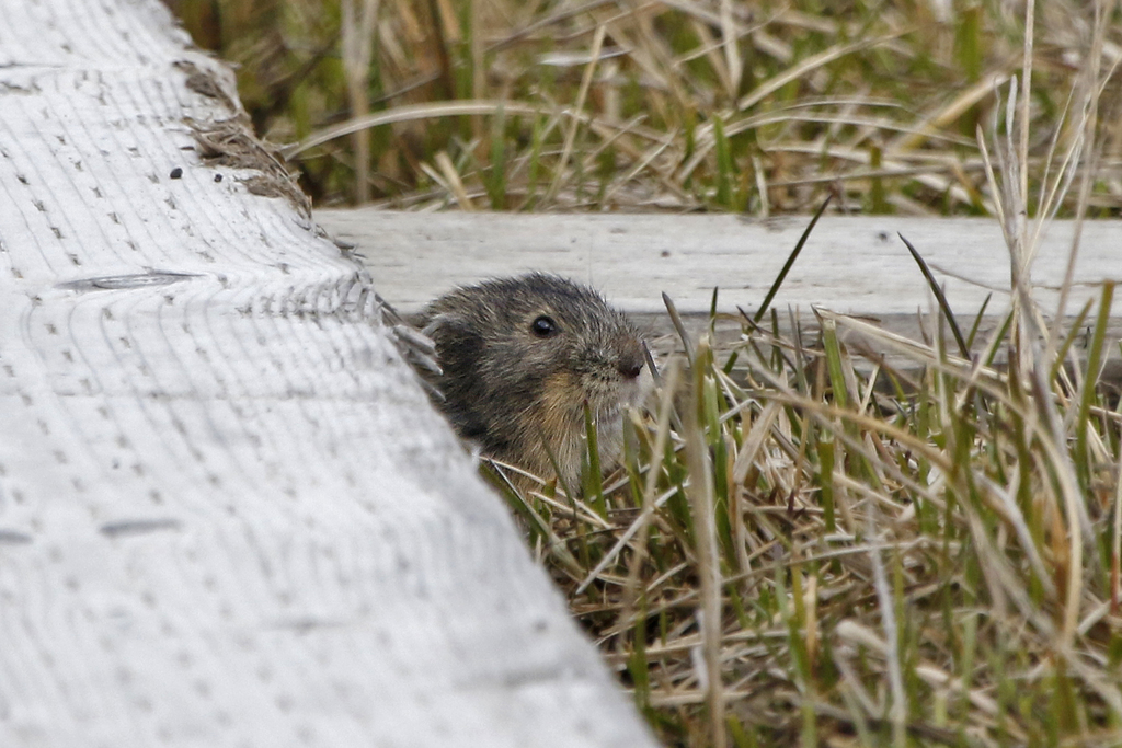 Arctic lemming - Wikipedia