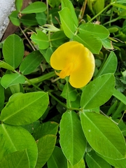 Arachis