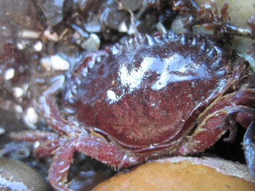 Pacific Rock Crab, photo 8 of 8
