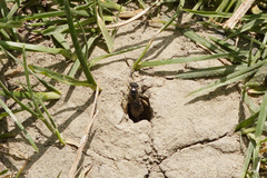 Lasioglossum marginatum