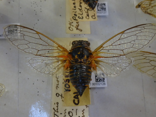Okanagana ferrugomaculata