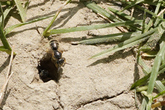 Lasioglossum marginatum