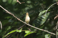 Sporophila corvina