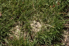 Lasioglossum marginatum