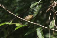Sporophila corvina