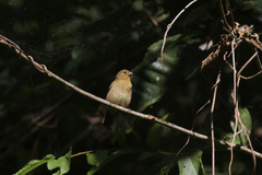 Sporophila corvina