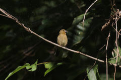 Sporophila corvina
