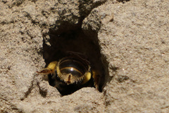 Lasioglossum marginatum