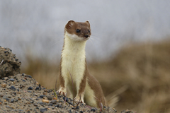 Ermine photo 5
