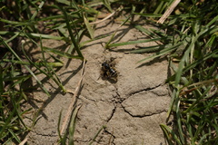 Lasioglossum marginatum