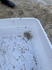 Callinectes similis