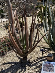 Aloe suzannae