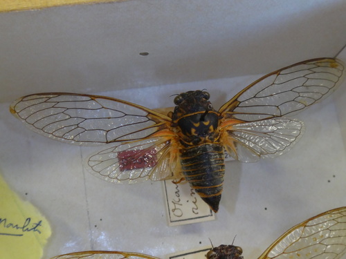 Early Cicada
