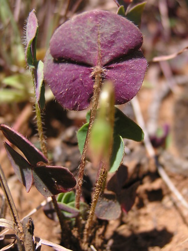 Skewleaf Sorrel