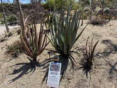 Aloe suzannae