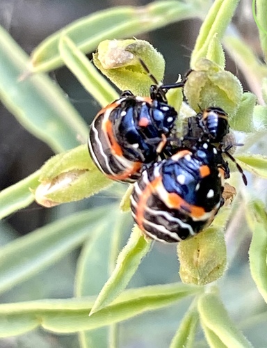 iNaturalist observation photo of Harlequin Bug