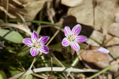 Claytonia caroliniana