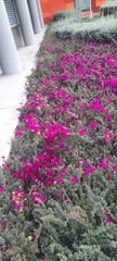 Lampranthus spectabilis