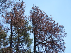Dendroctonus adjunctus