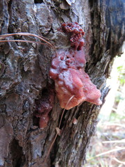 Dendroctonus adjunctus