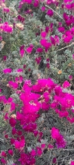 Lampranthus spectabilis