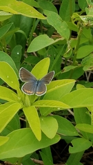Plebejus samuelis