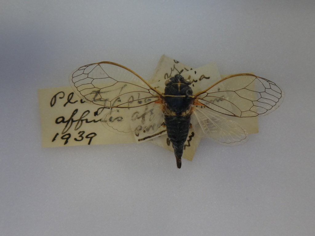 Platypedia affinis