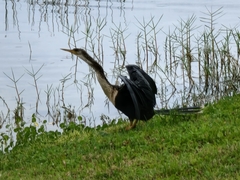 Anhinga anhinga