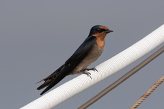 Hirundo tahitica