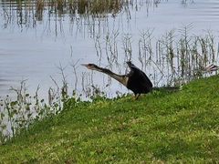 Anhinga anhinga