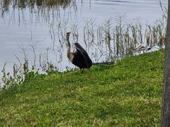 Anhinga anhinga