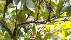 Vireolanius pulchellus